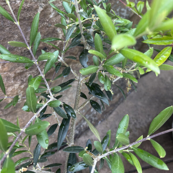 Olea europaea