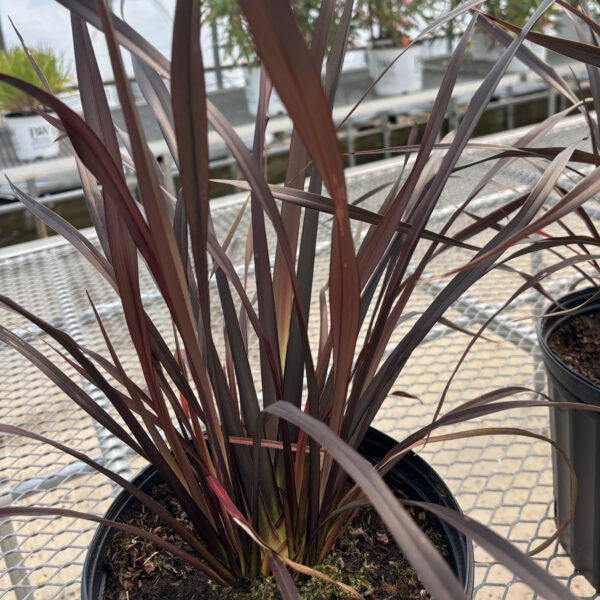 Phormium 'Black Rage