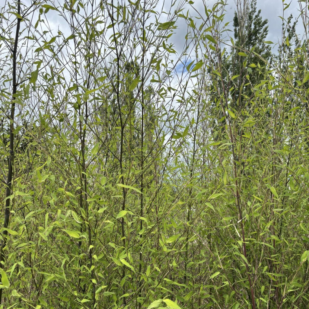 Phyllostachys aureosulcata 'Spectabilis' (yellow-groove bamboo)