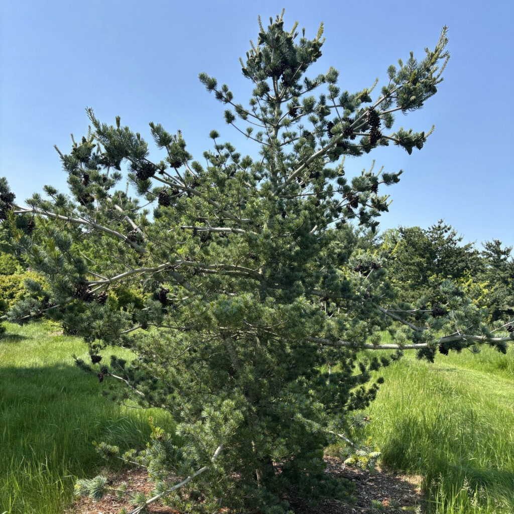 Pinus parviflora Glauca