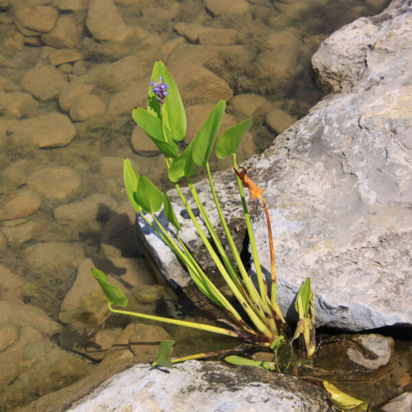 Pontederia cordata