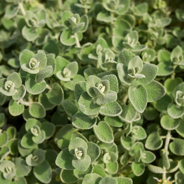 Pseudodictamnus mediterraneus