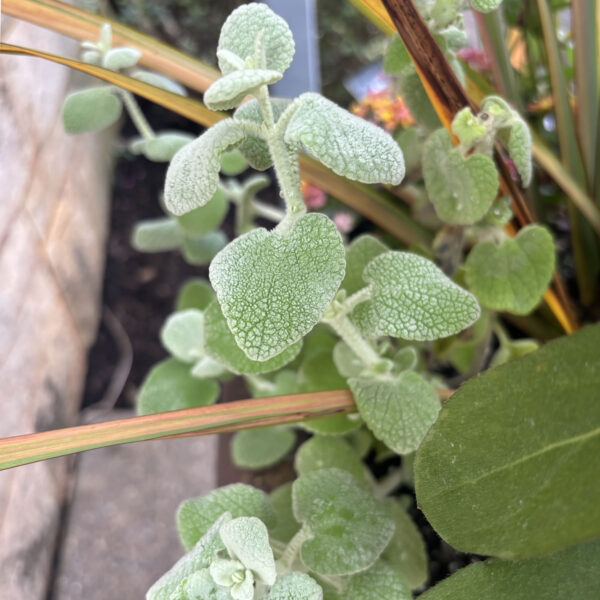 Pseudodictamnus mediterraneus