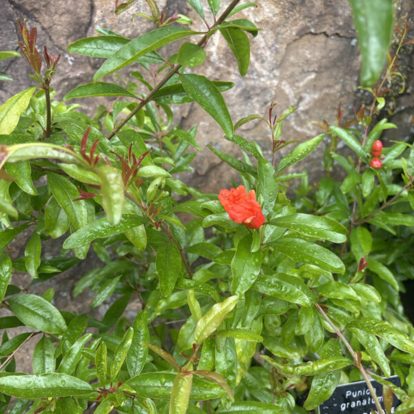 Punica granatum