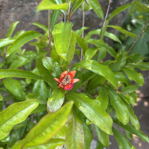 Punica granatum