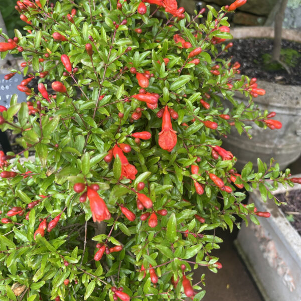 Punica granatum 'Orange Master'