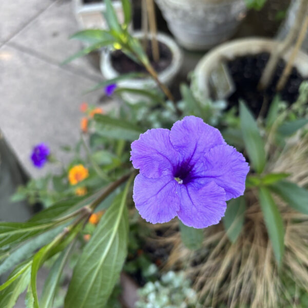 Ruellia simplex 'Purple Showers'