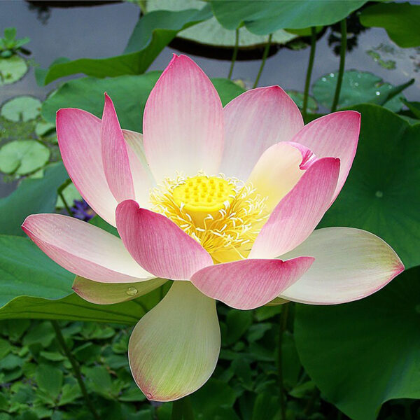 Nelumbo spp. (assorted varieties)