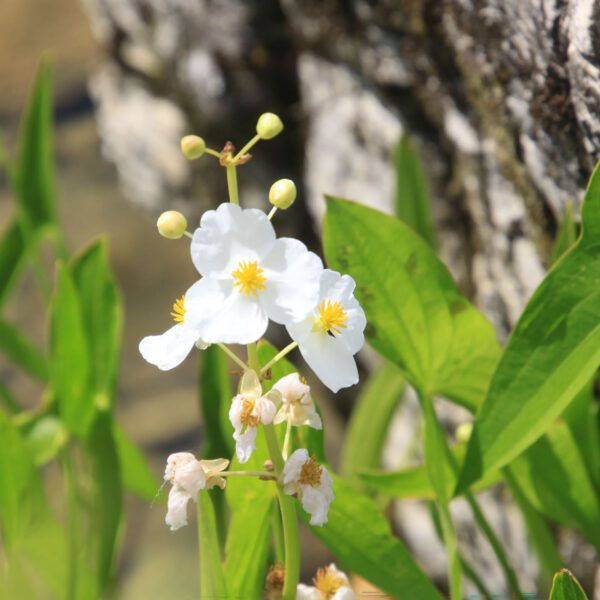 Sagittaria latifolia (broadleaf arrowhead)