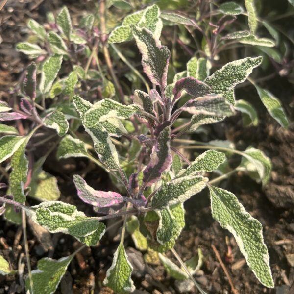 Salvia officinalis 'Tricolor'