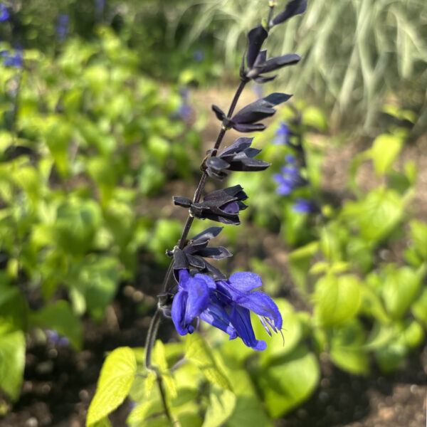 Salvia coerulea 'Black and Blue'