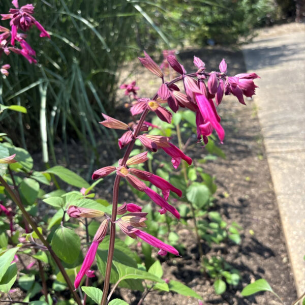 Salvia'HYBSV16016' Skyscraper™ Dark Purple