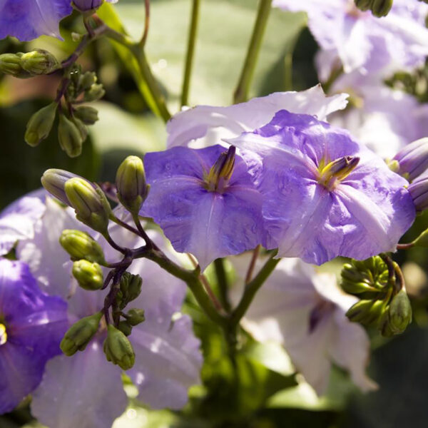 Solanum wendlandii
