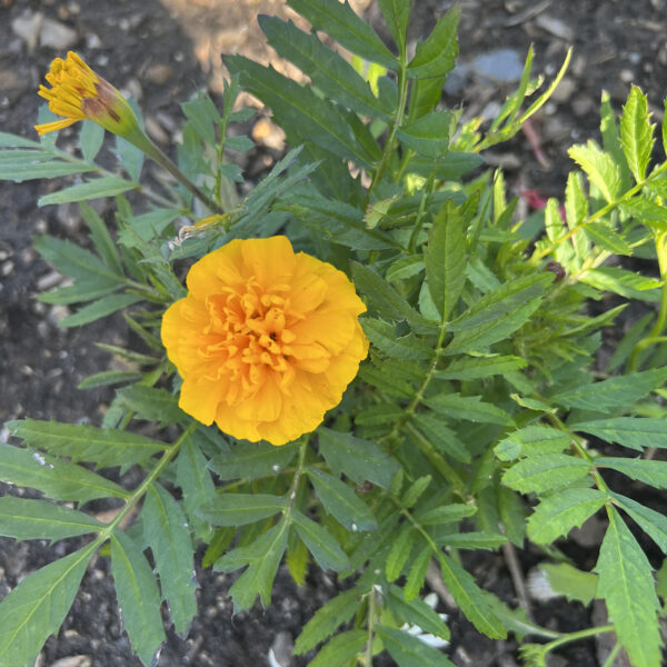 Tagetes patula 'PAS91618' Bonanza™ Gold