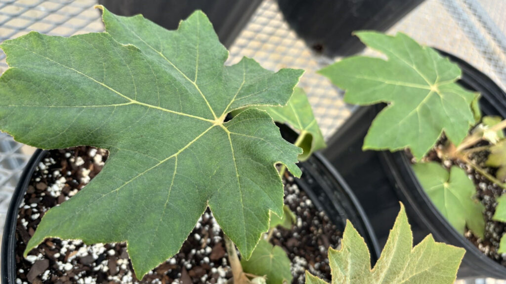 Tetrapanax papyrifer (rice paper plant)