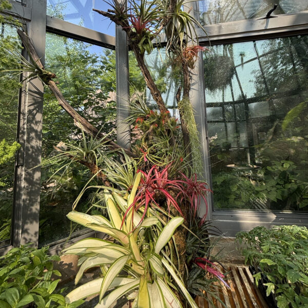 Tillandsia spp. (assorted air plants)