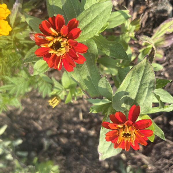Zinnia marylandica'PAS1246678' Double Zahara™ Salmon