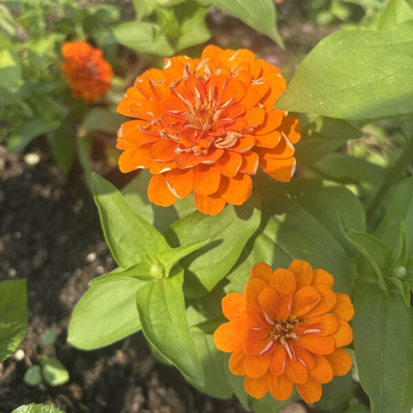 Zinnia elegans(uknown cultivar) Preciosa™ Orange