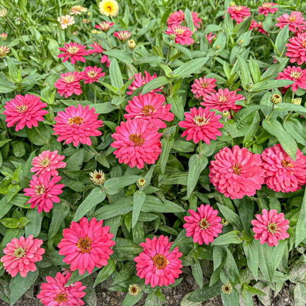 Zinnia marylandica'PAS1246678' Double Zahara™ Salmon