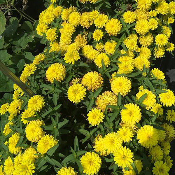 Zinnia marylandica'PAS1374895' Double Zahara™ Yellow