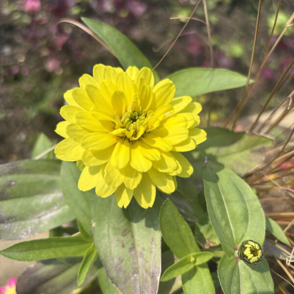 Zinnia marylandica'PAS1374895' Double Zahara™ Yellow