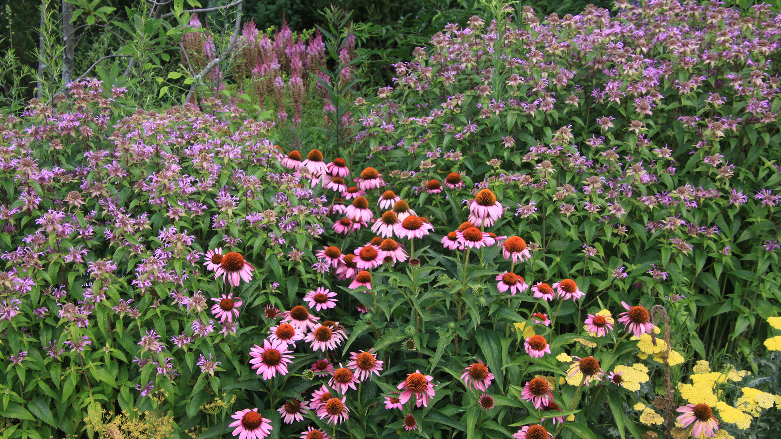 Purple coneflowers and other perennial plants bloom in a garden