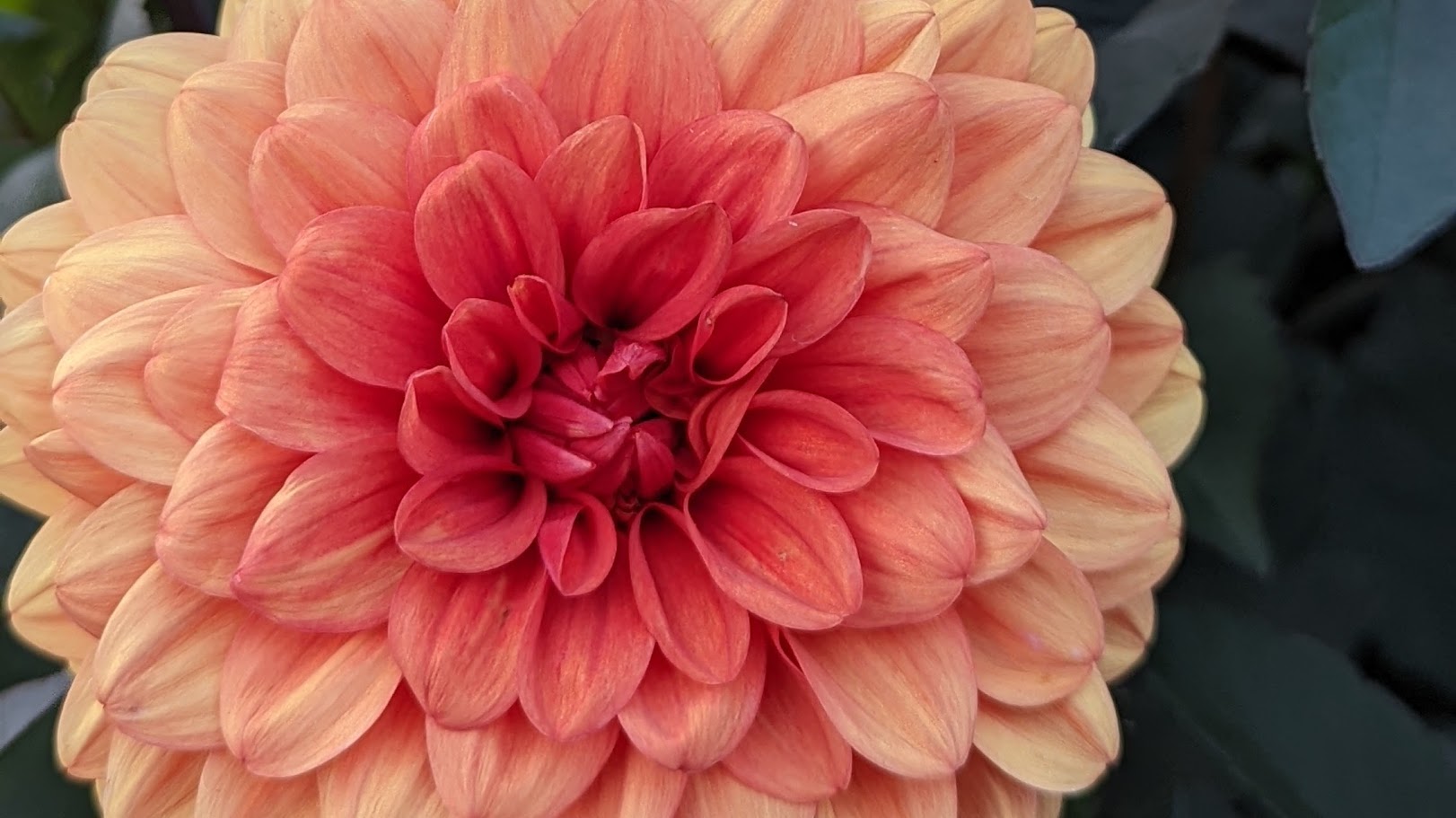 A yellow and pink flower