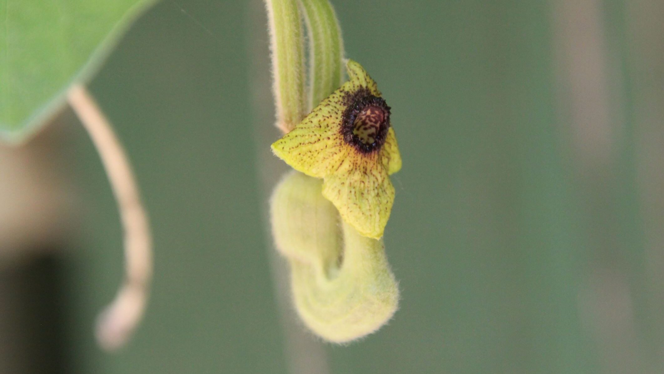 Aristolochia macrophylla bloom