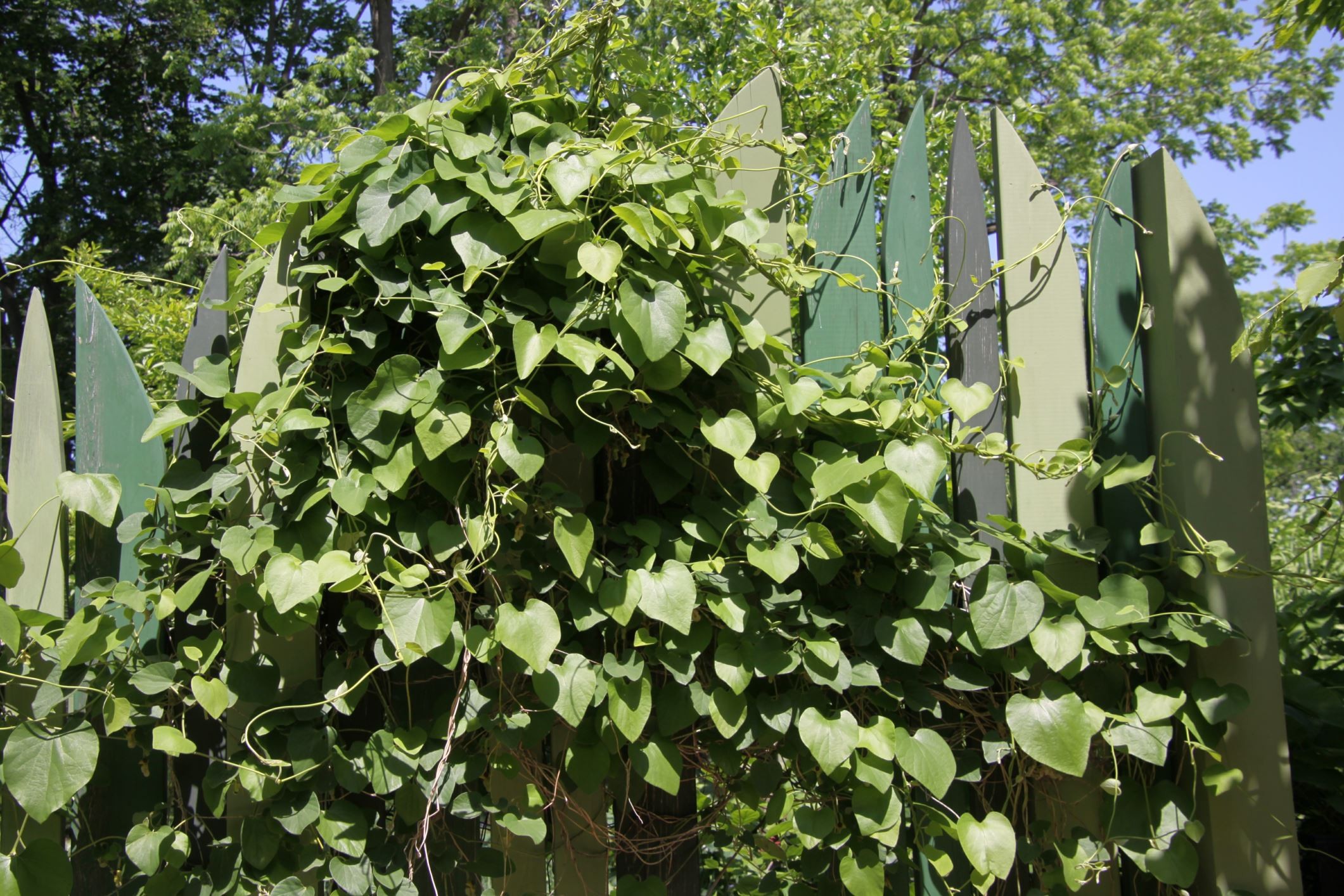 Aristolochia macrophylla vining habit in the Children's Garden