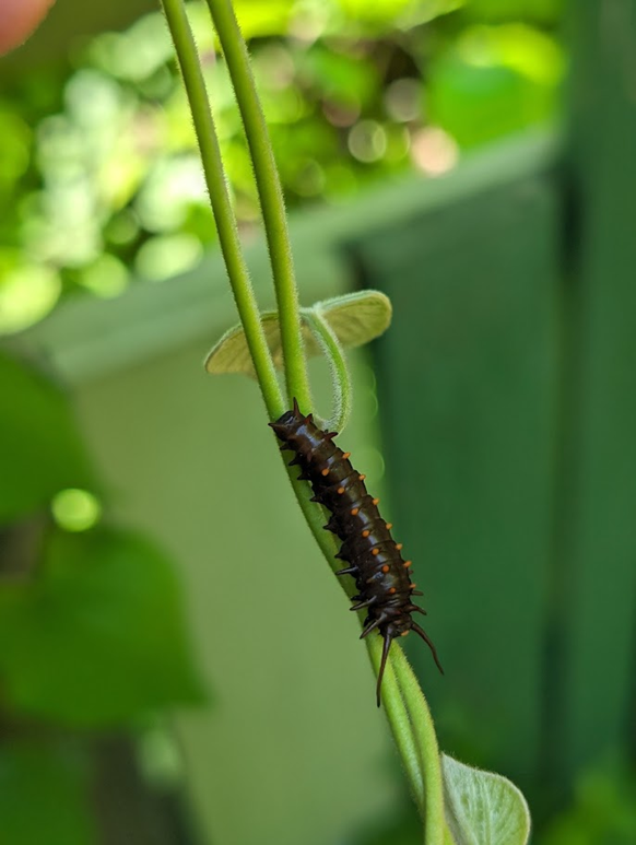 As Pipevine Swallowtail caterpillars get close to pupation, they move singly around their host plant. 