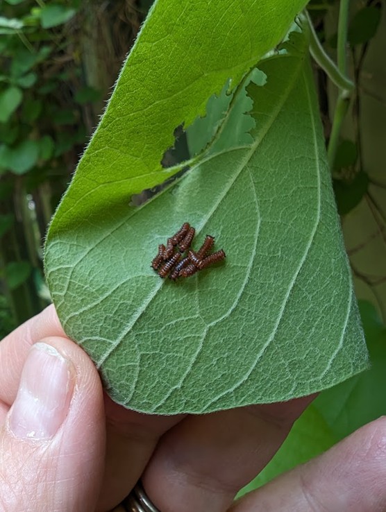 Recently hatched Pipevine Swallowtail caterpillars travel in packs. 
