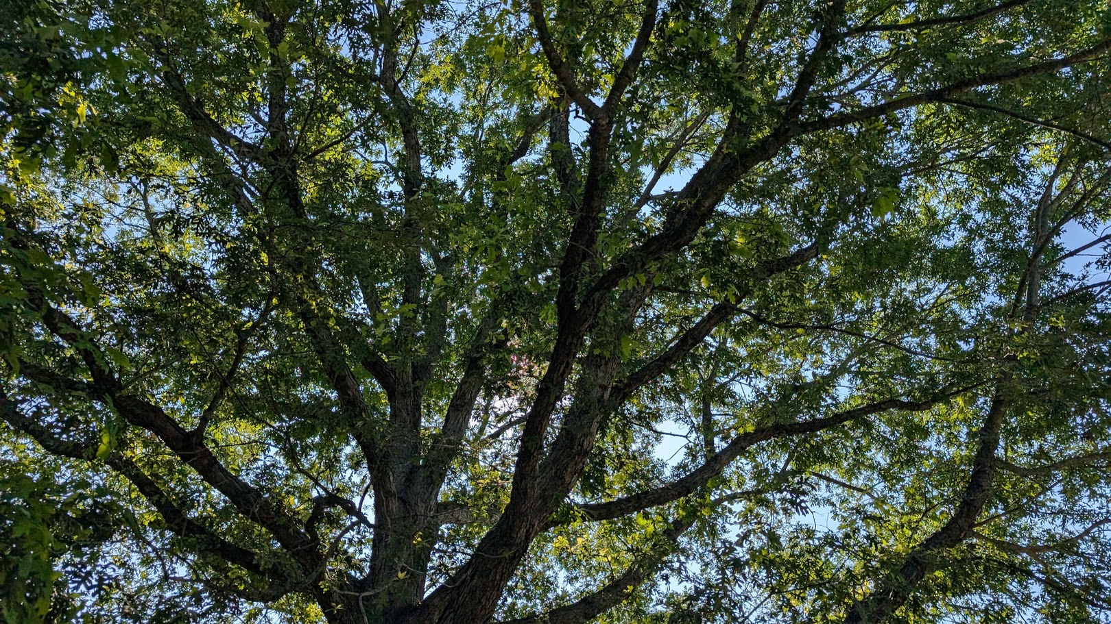 Leafy oak tree branches and sky.