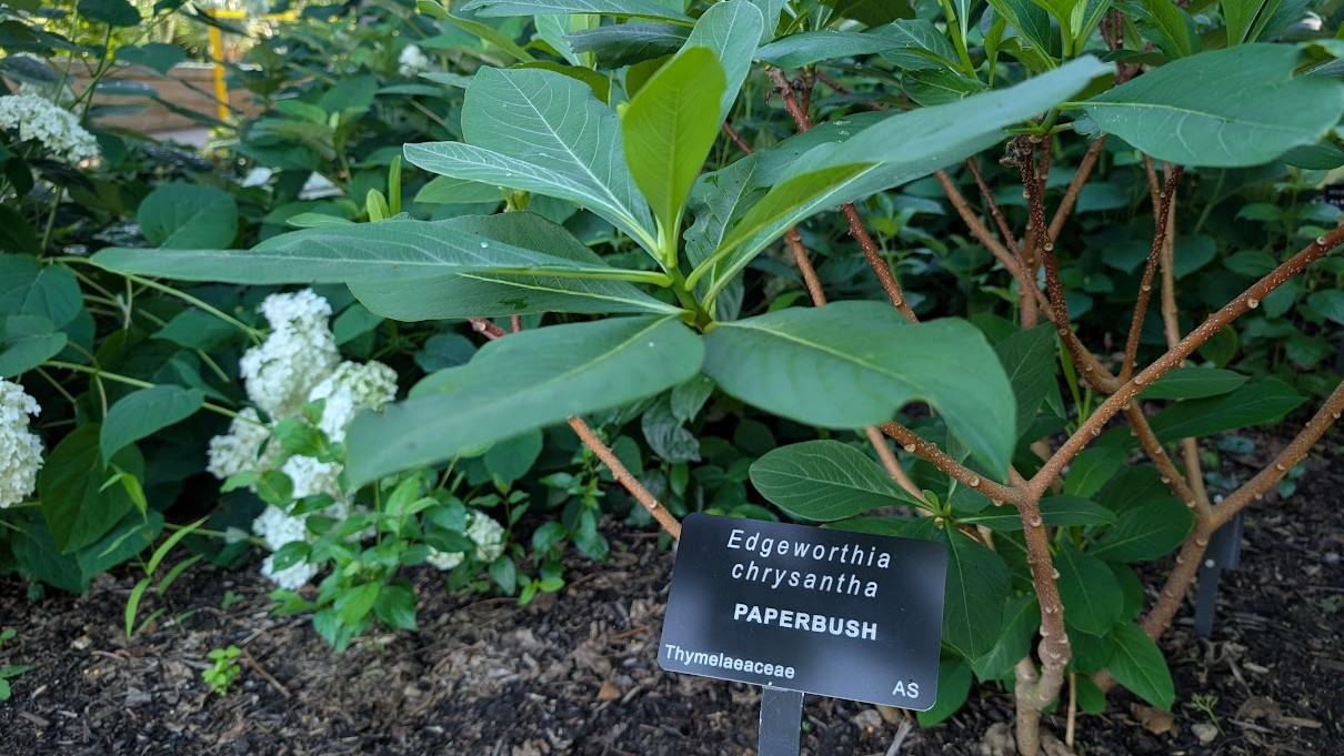 paperbush